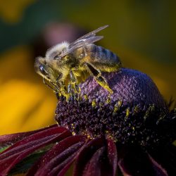 Western honey bee (Apis mellifera)