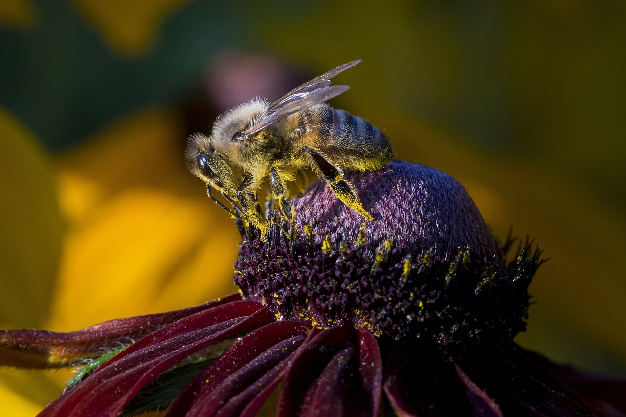 Western honey bee (Apis mellifera)