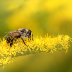 Western honey bee (Apis mellifera)