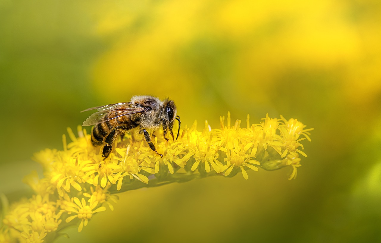 Western honey bee (Apis mellifera)