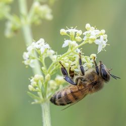 Western honey bee (Apis mellifera)