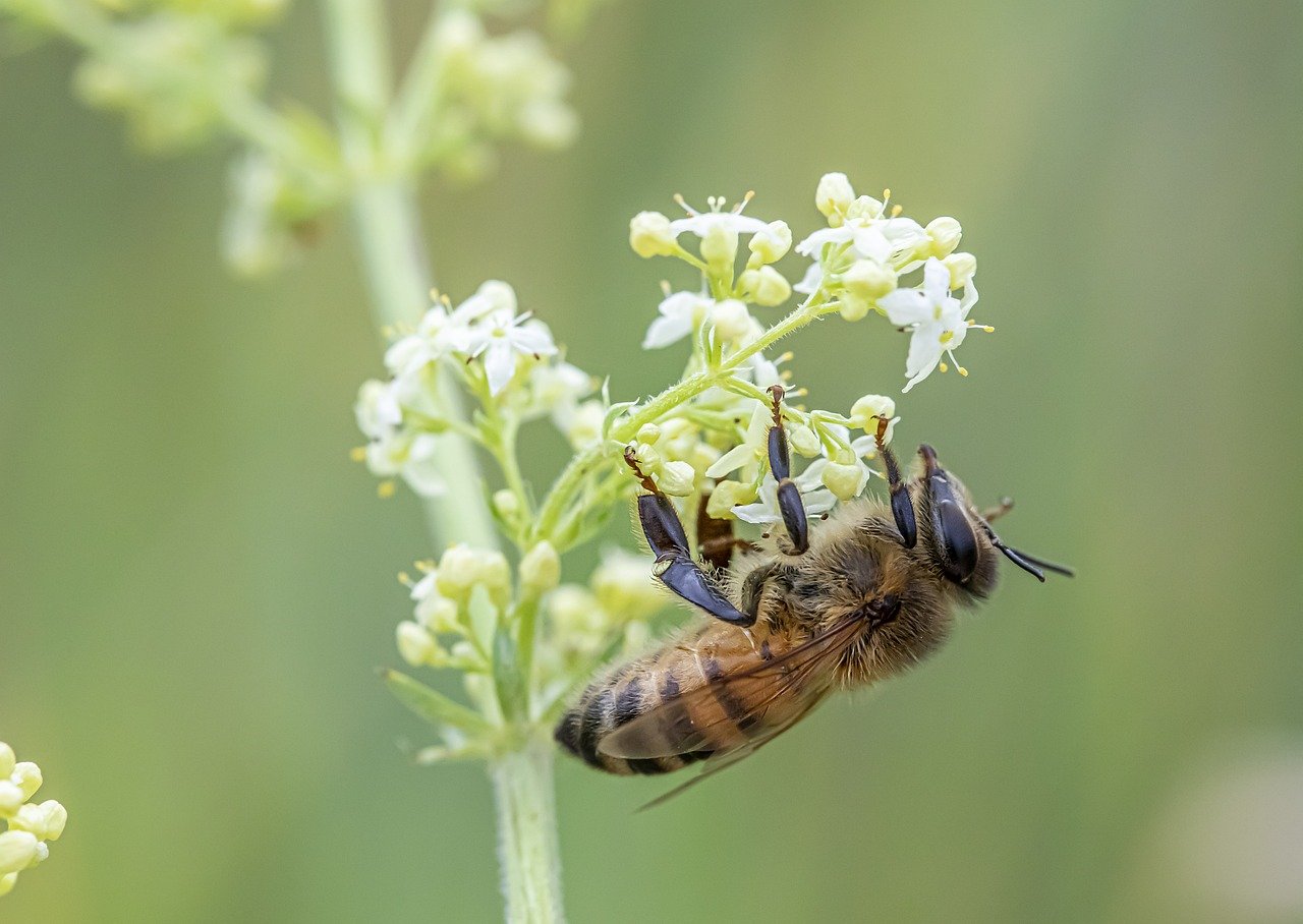 Western honey bee (Apis mellifera)