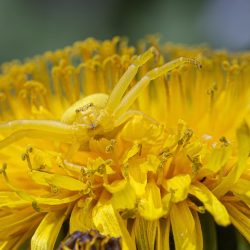 Goldenrod crab spider (Misumena Vatia)