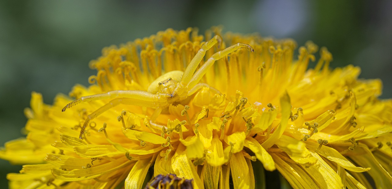 Goldenrod crab spider (Misumena Vatia)