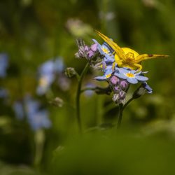 Goldenrod crab spider (Misumena Vatia)