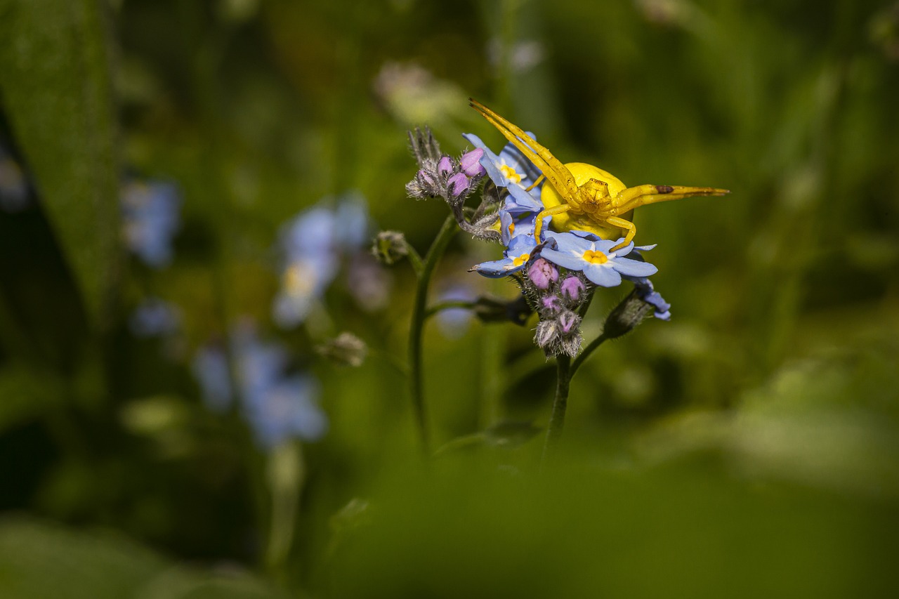 Goldenrod crab spider (Misumena Vatia)