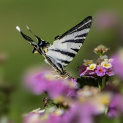 Scarce swallowtail (Iphiclides podalirius)