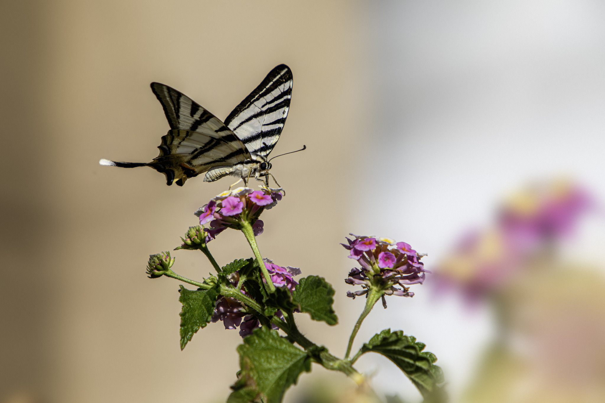 Scarce swallowtail (Iphiclides podalirius)