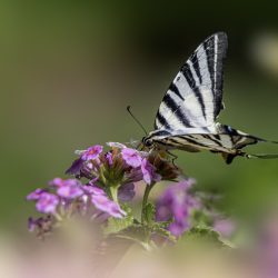 Scarce swallowtail (Iphiclides podalirius)