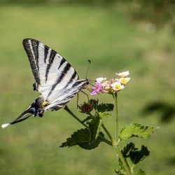 Scarce swallowtail (Iphiclides podalirius)