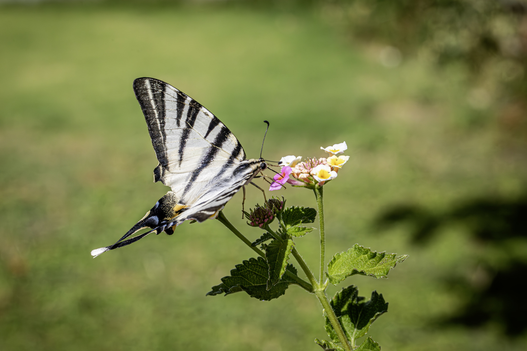 Scarce swallowtail (Iphiclides podalirius)