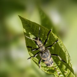Black-spotted longhorn beetle (Rhagium mordax)
