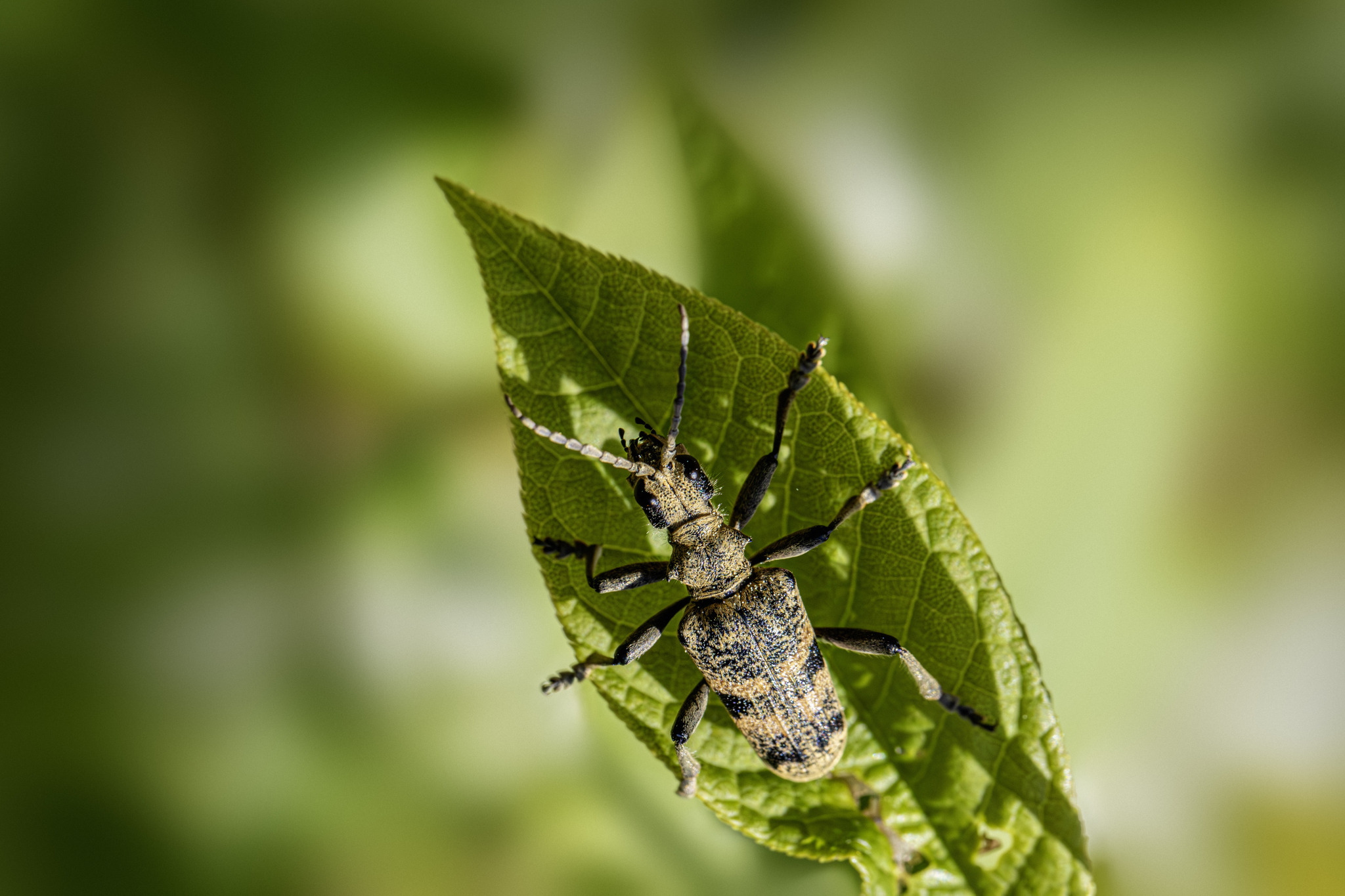 Black-spotted longhorn beetle (Rhagium mordax)