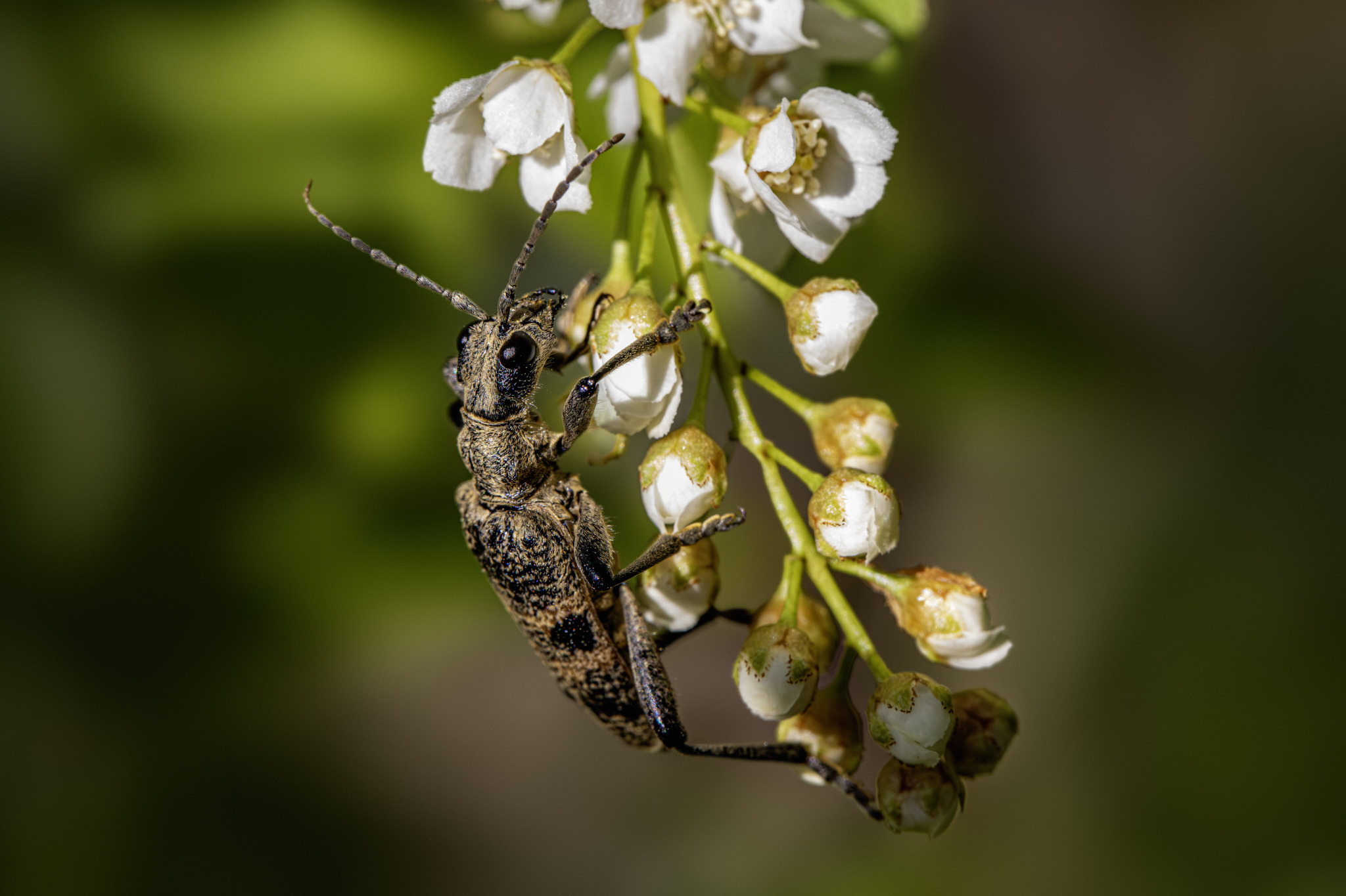 Black-spotted longhorn beetle (Rhagium mordax)