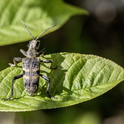 Black-spotted longhorn beetle (Rhagium mordax)