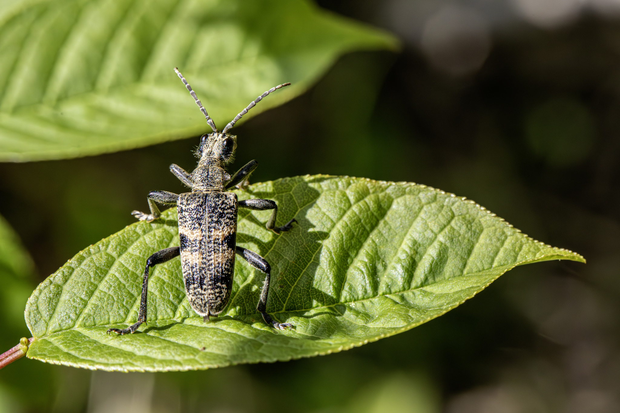 Black-spotted longhorn beetle (Rhagium mordax)