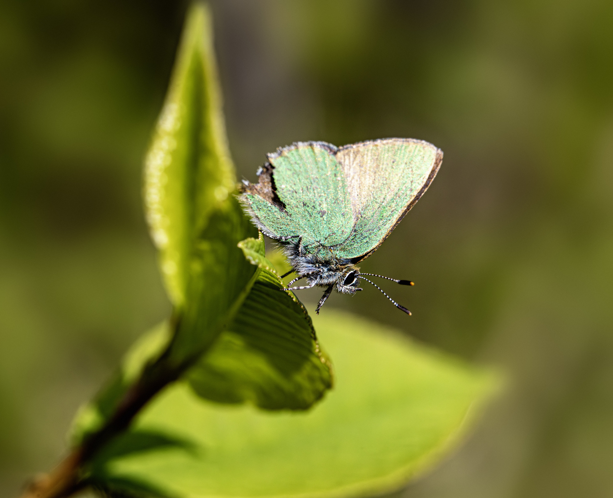 Green Hairstreak (Callophrys rubi)