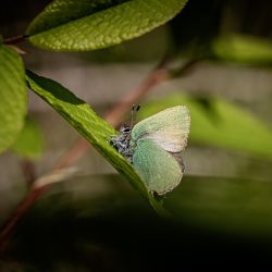 Green Hairstreak (Callophrys rubi)