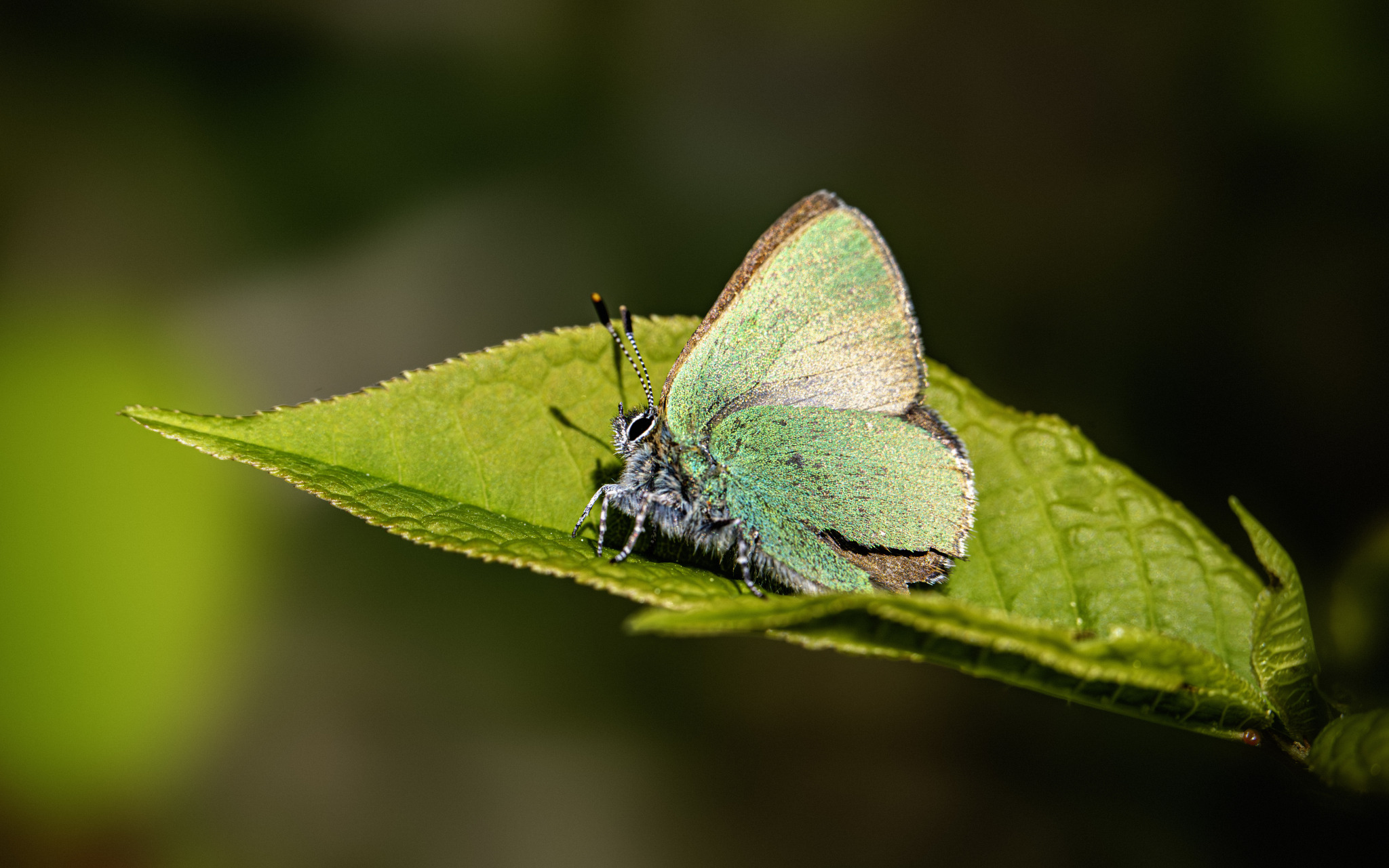 Green Hairstreak (Callophrys rubi)