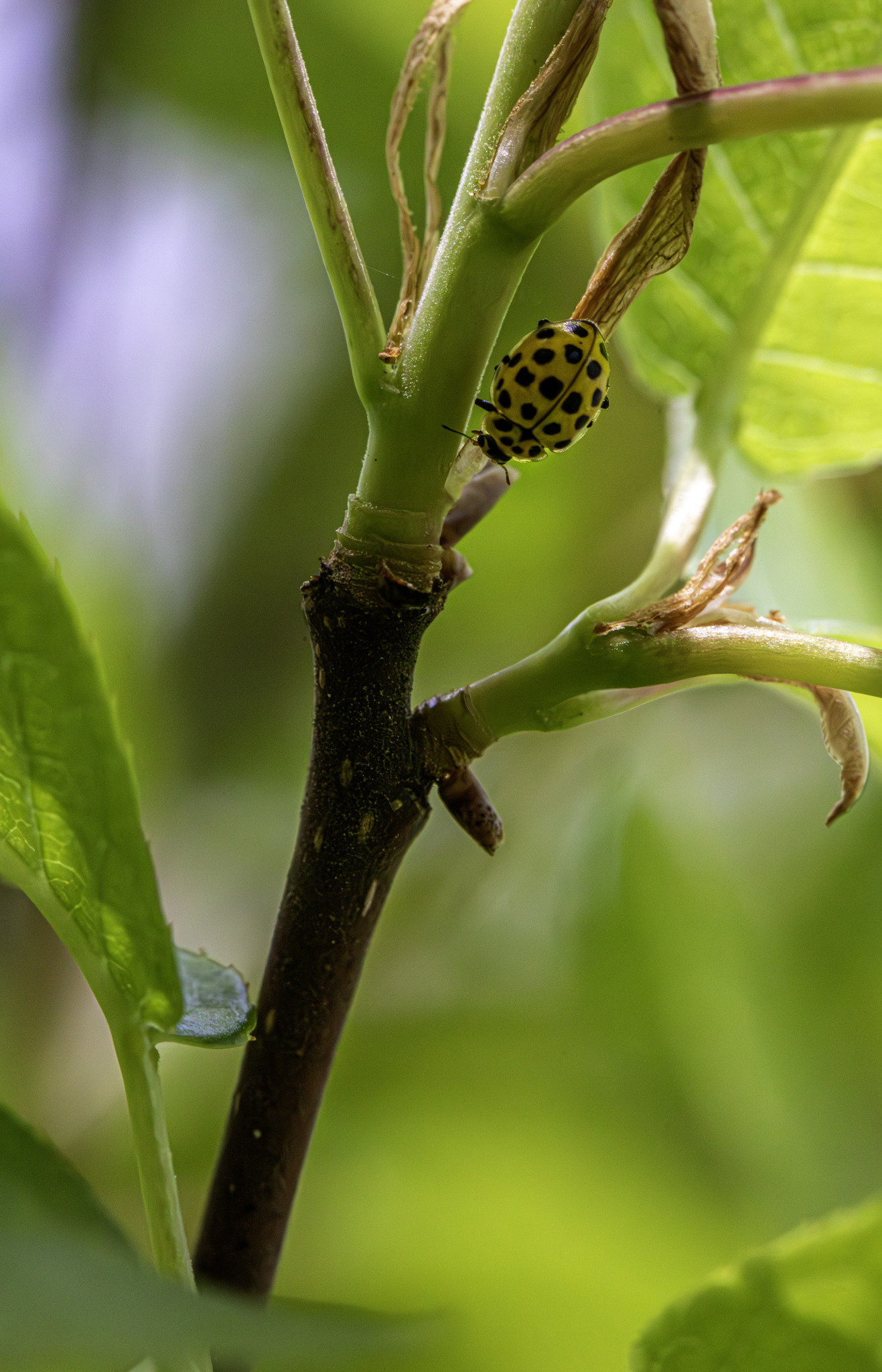 22-spot ladybird (Psyllobora vigintiduopunctata)