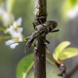 Black-spotted longhorn beetle (Rhagium mordax)