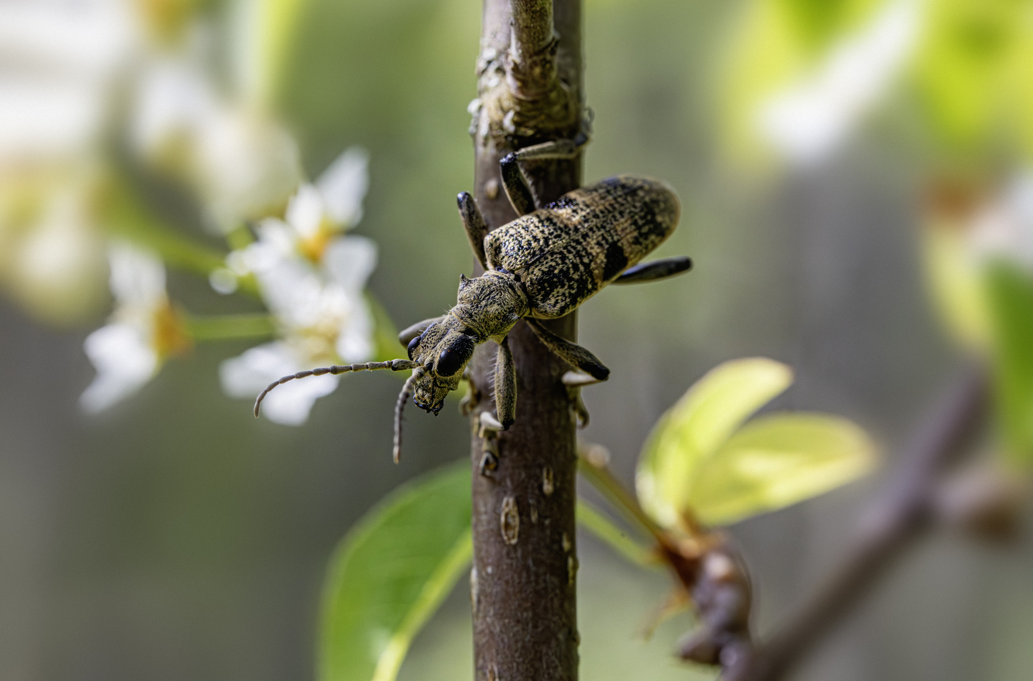 Black-spotted longhorn beetle (Rhagium mordax)