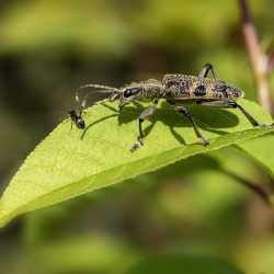 Black-spotted longhorn beetle (Rhagium mordax)