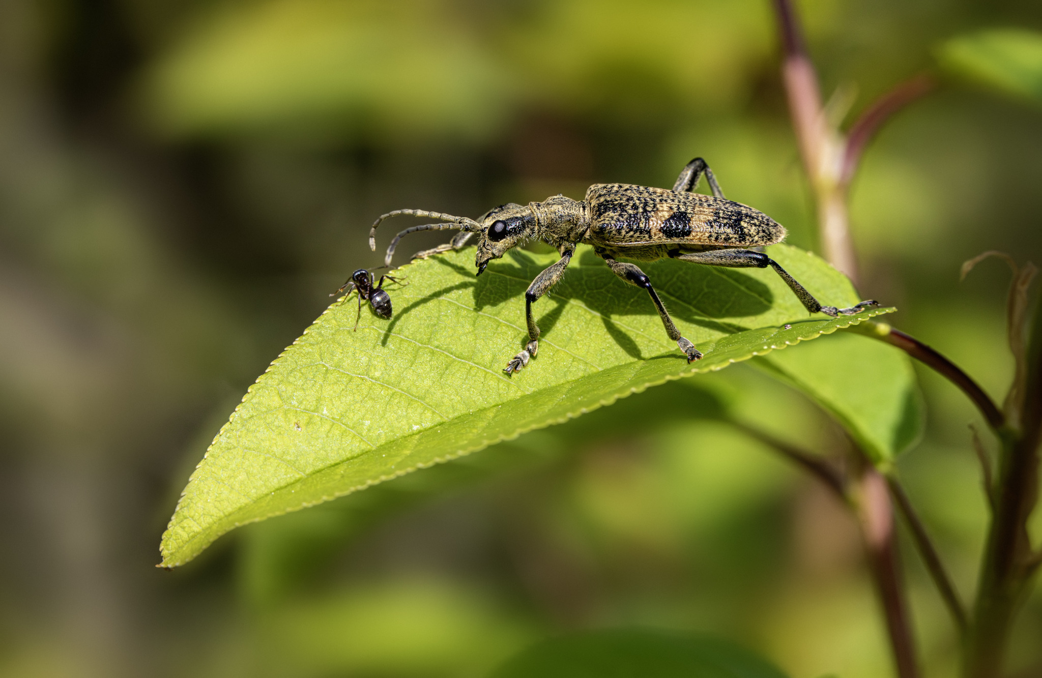 Black-spotted longhorn beetle (Rhagium mordax)