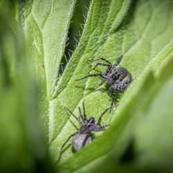 Spotted wolf spider (Pardosa amentata)