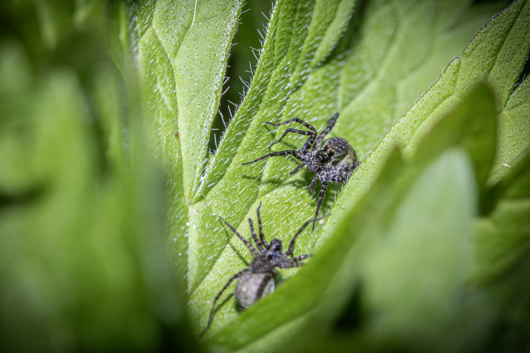 Spotted wolf spider (Pardosa amentata)