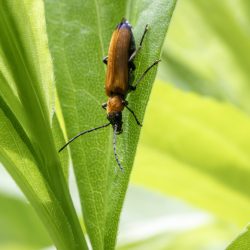 Bordered Click Beetle (Denticollis linearis)