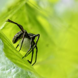 European nursery web spider (Pisaura mirabilis)