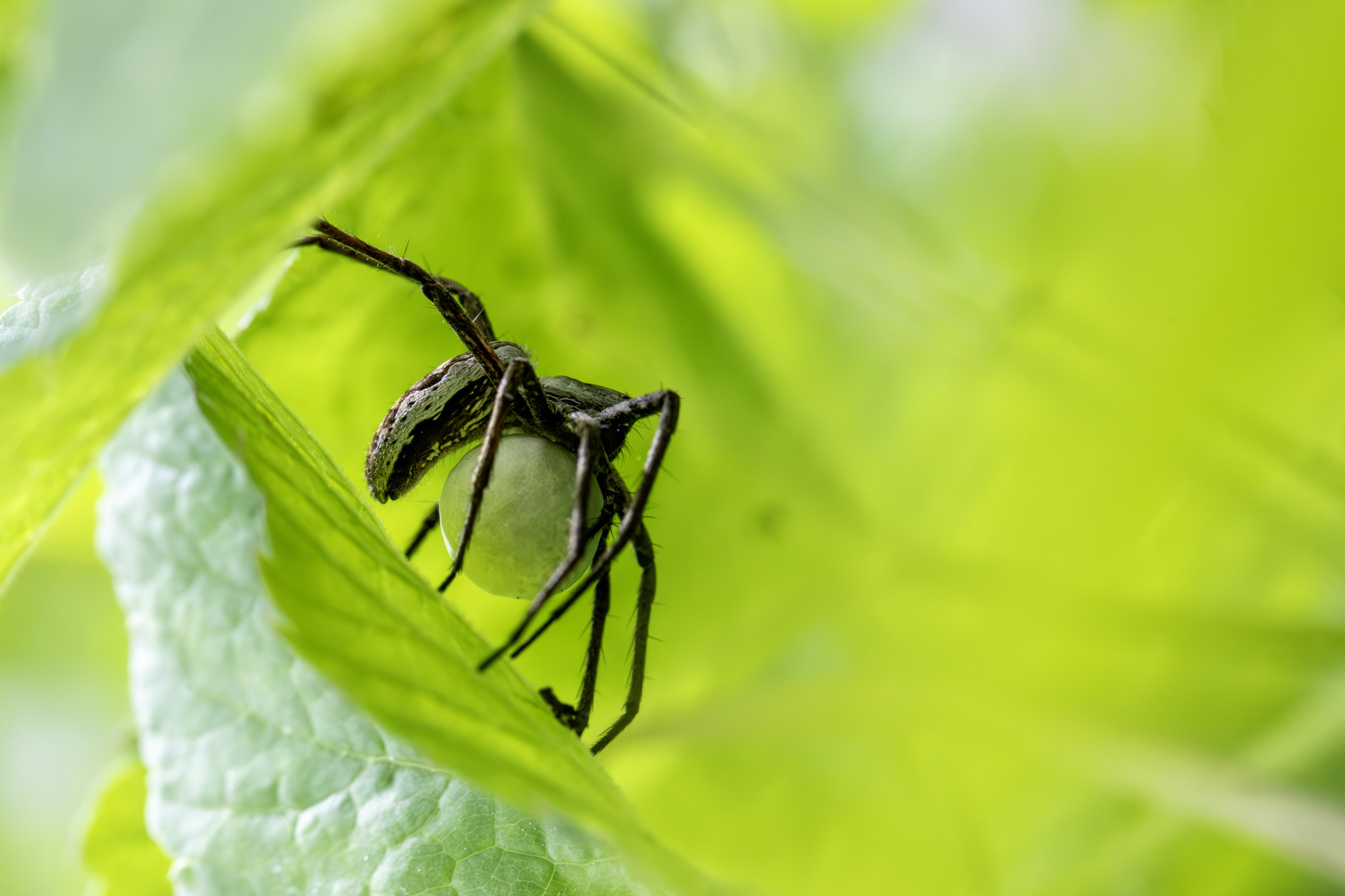 European nursery web spider (Pisaura mirabilis)