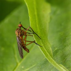 Dance fly (Empis livida)