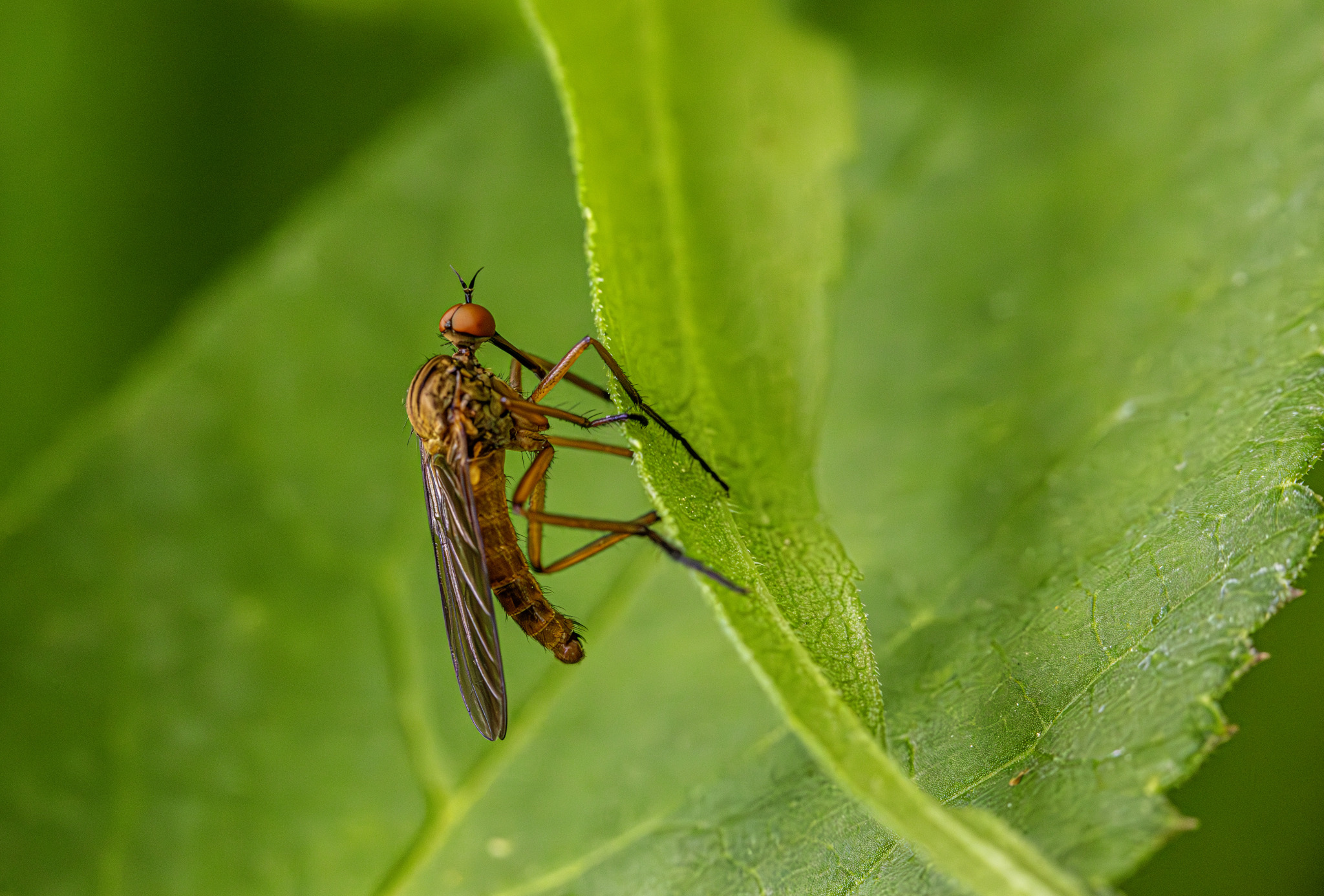 Dance fly (Empis livida)