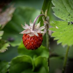 Wild strawberry