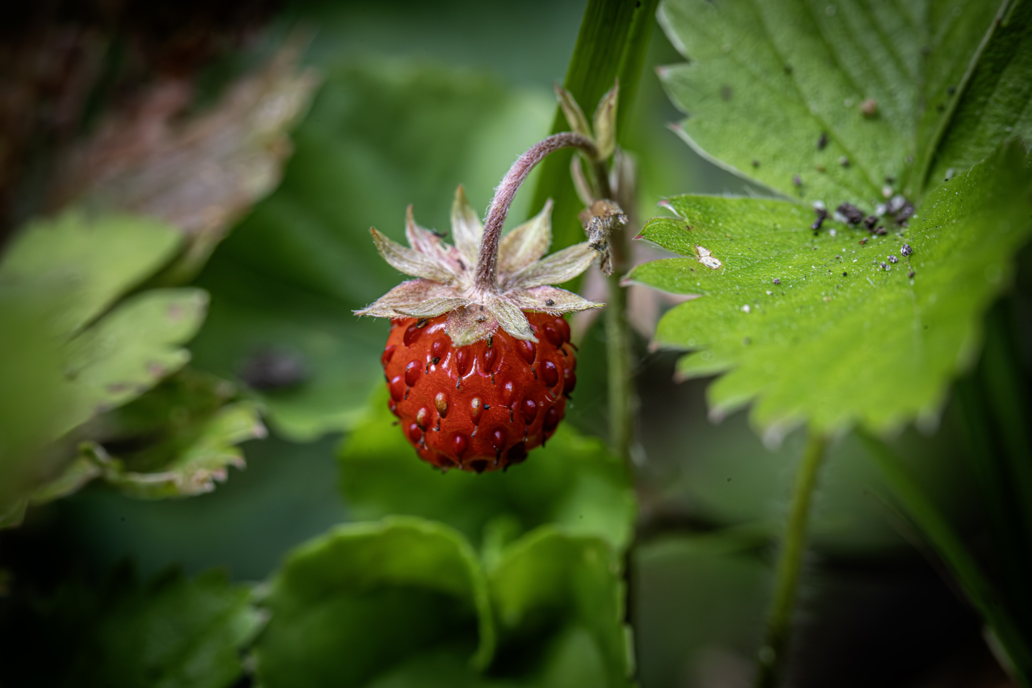 Wild strawberry