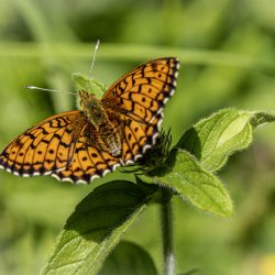 Heath Fritillary (Melitaea parthenoides)