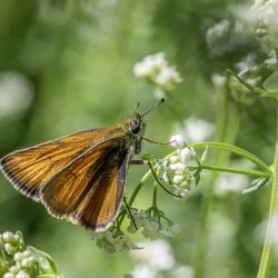 Small Skipper (Thymelicus sylvestris)