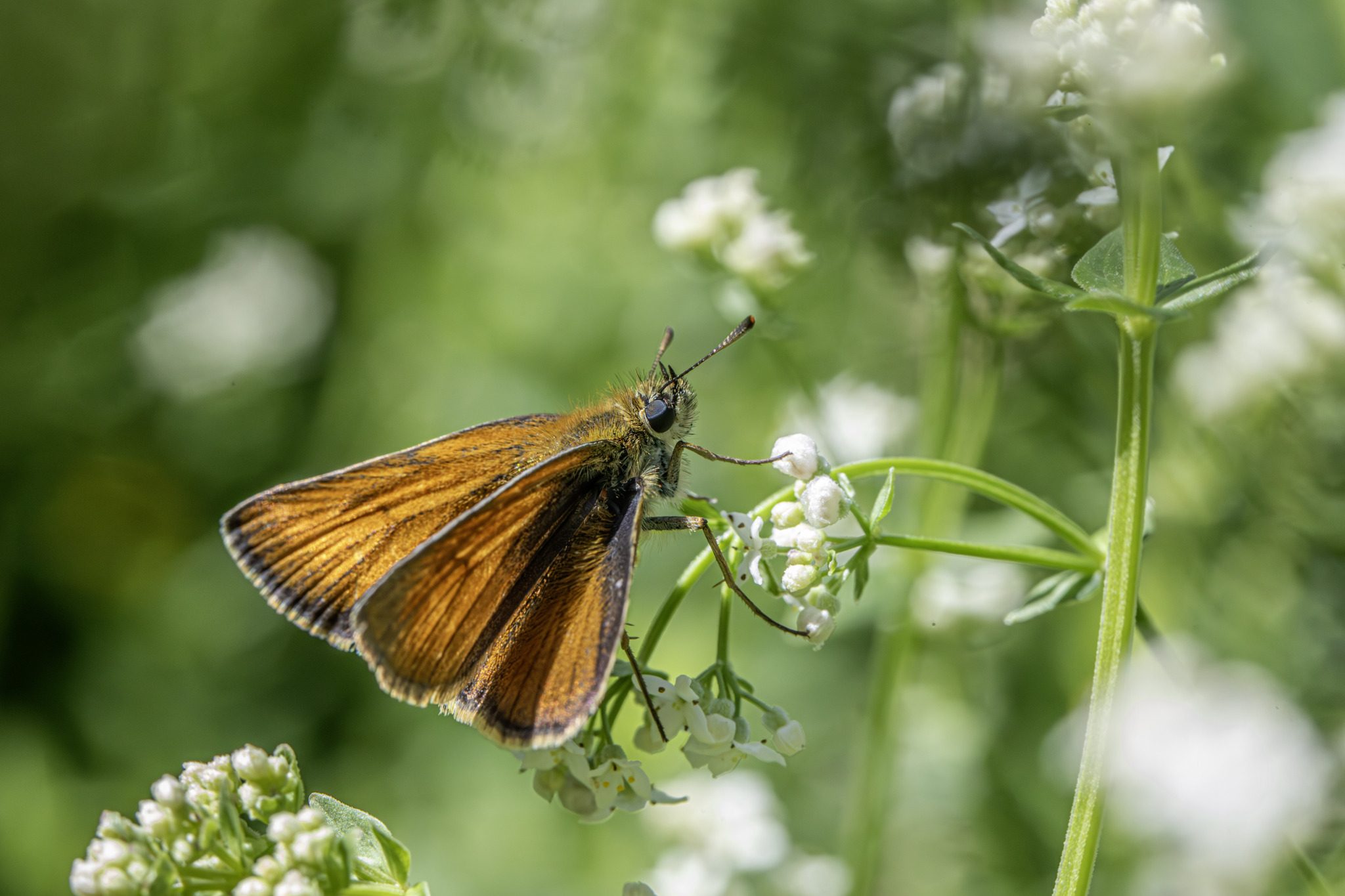 Small Skipper (Thymelicus sylvestris)