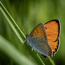 Large copper ( Lycaena dispar)