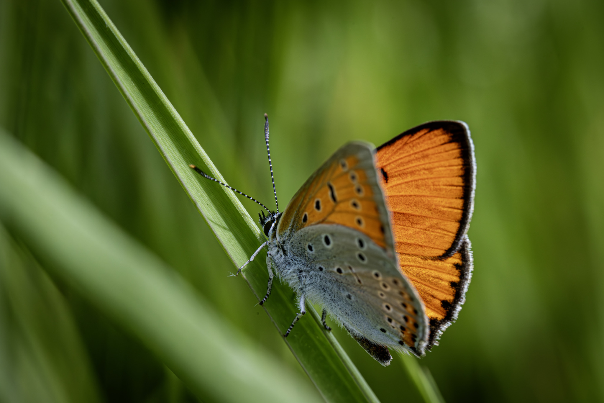 Large copper ( Lycaena dispar)