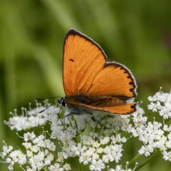 Large copper ( Lycaena dispar)