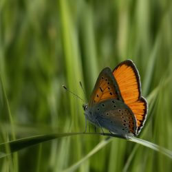 Large copper ( Lycaena dispar)