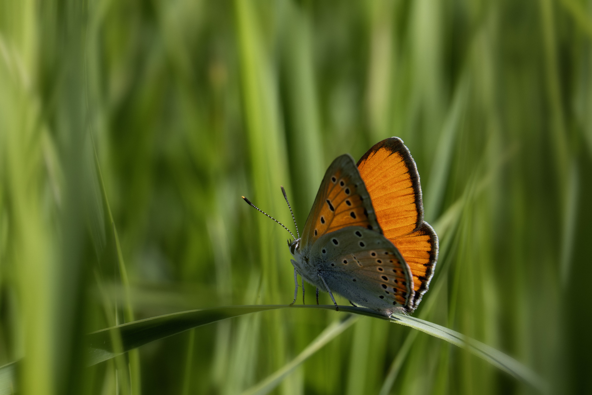 Large copper ( Lycaena dispar)