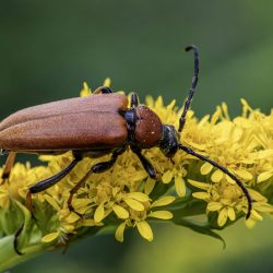 Red-Brown Longhorn Beetle (Stictoleptura rubra)