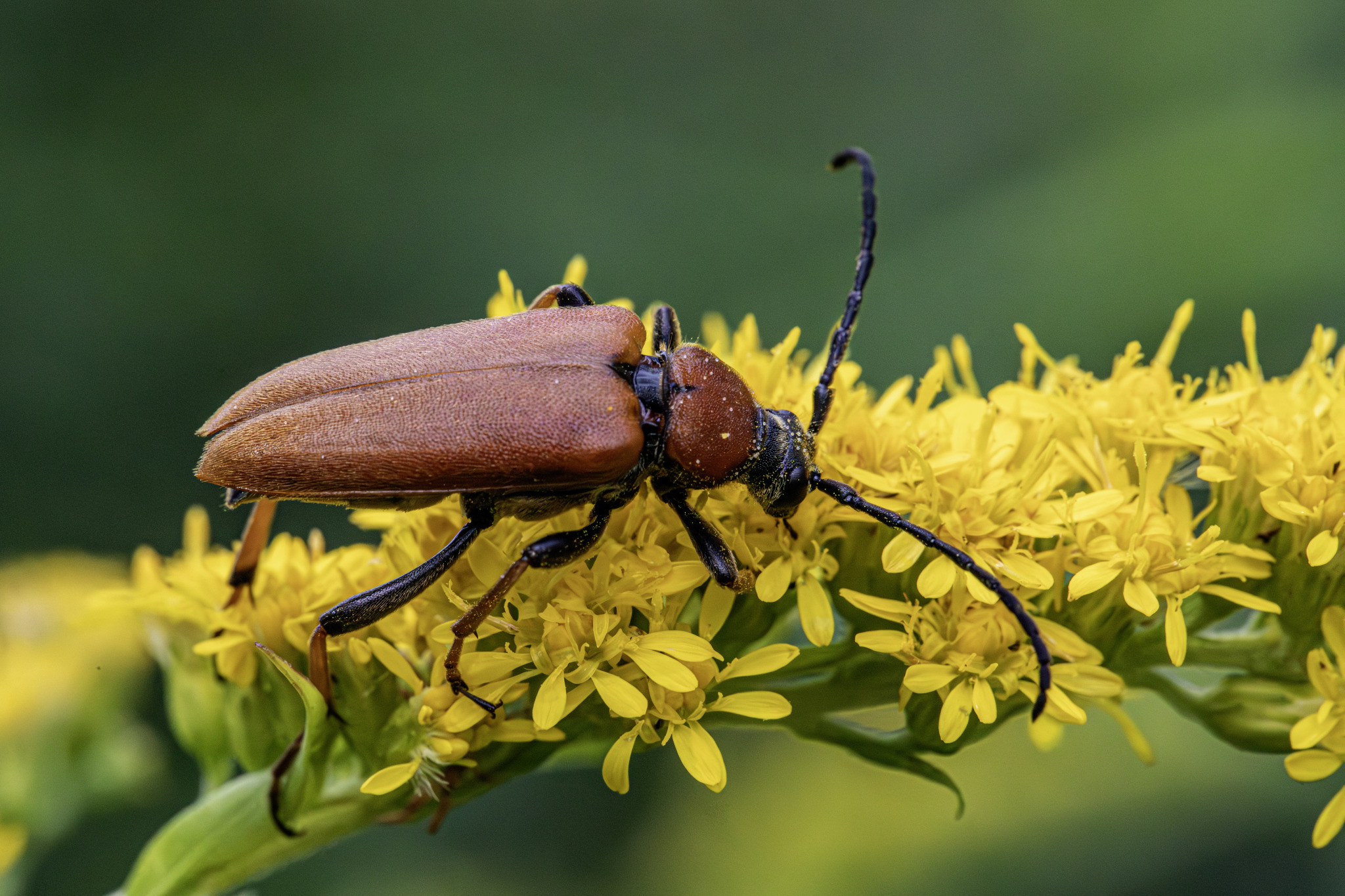 Red-Brown Longhorn Beetle (Stictoleptura rubra)