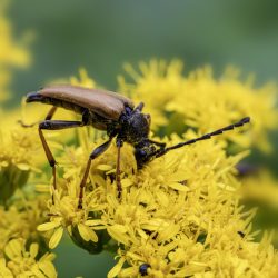 Red-Brown Longhorn Beetle (Stictoleptura rubra)