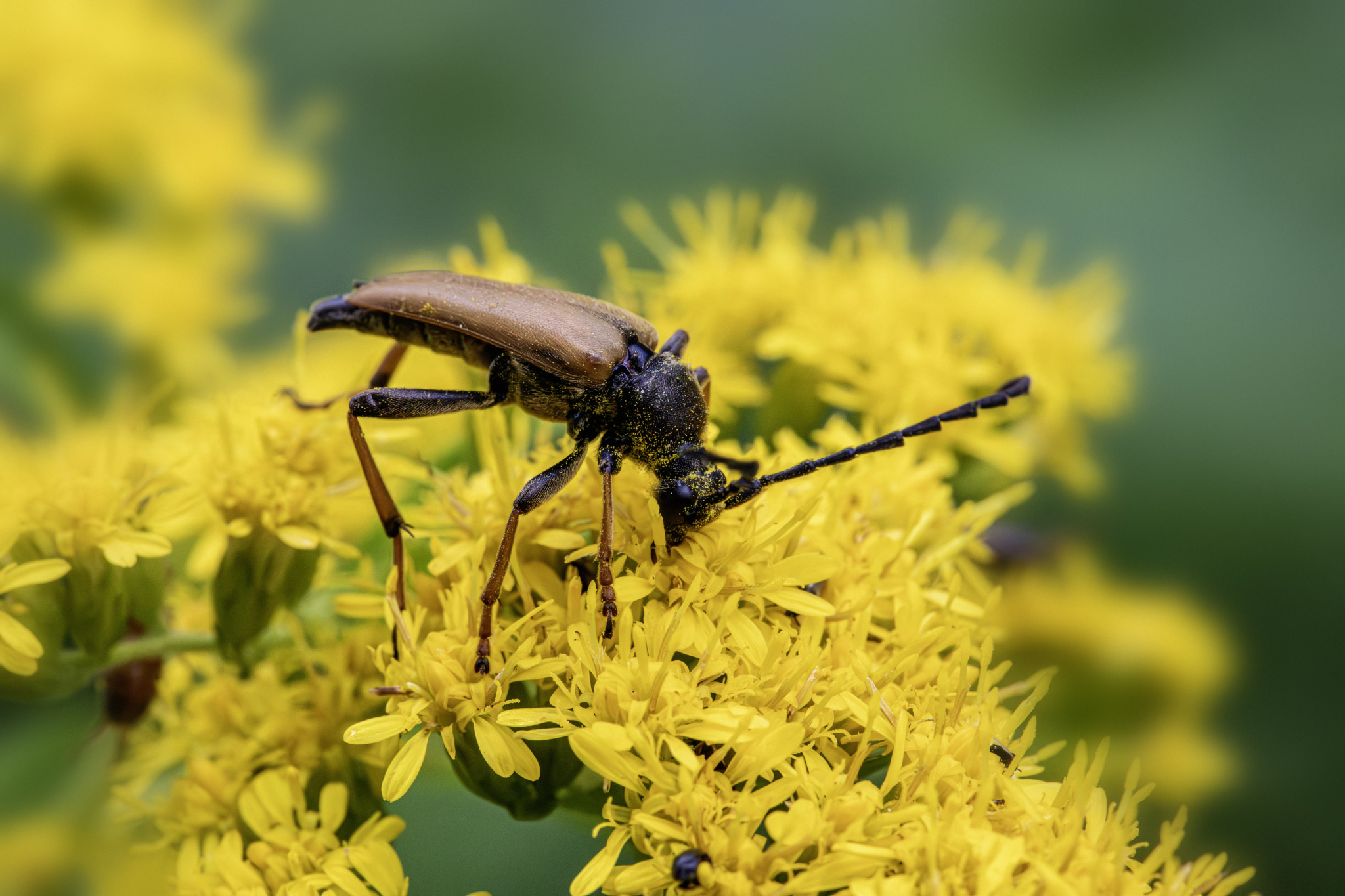 Red-Brown Longhorn Beetle (Stictoleptura rubra)