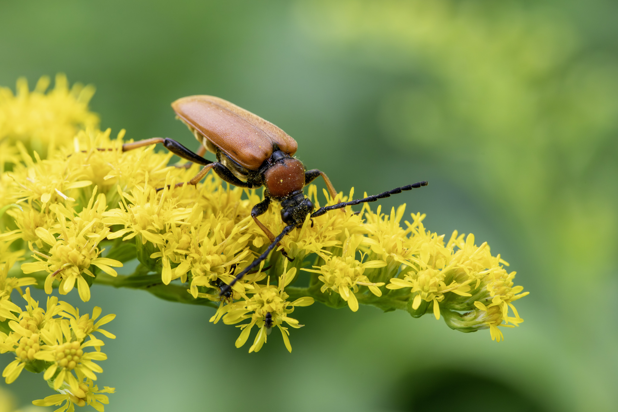 Red-Brown Longhorn Beetle (Stictoleptura rubra)